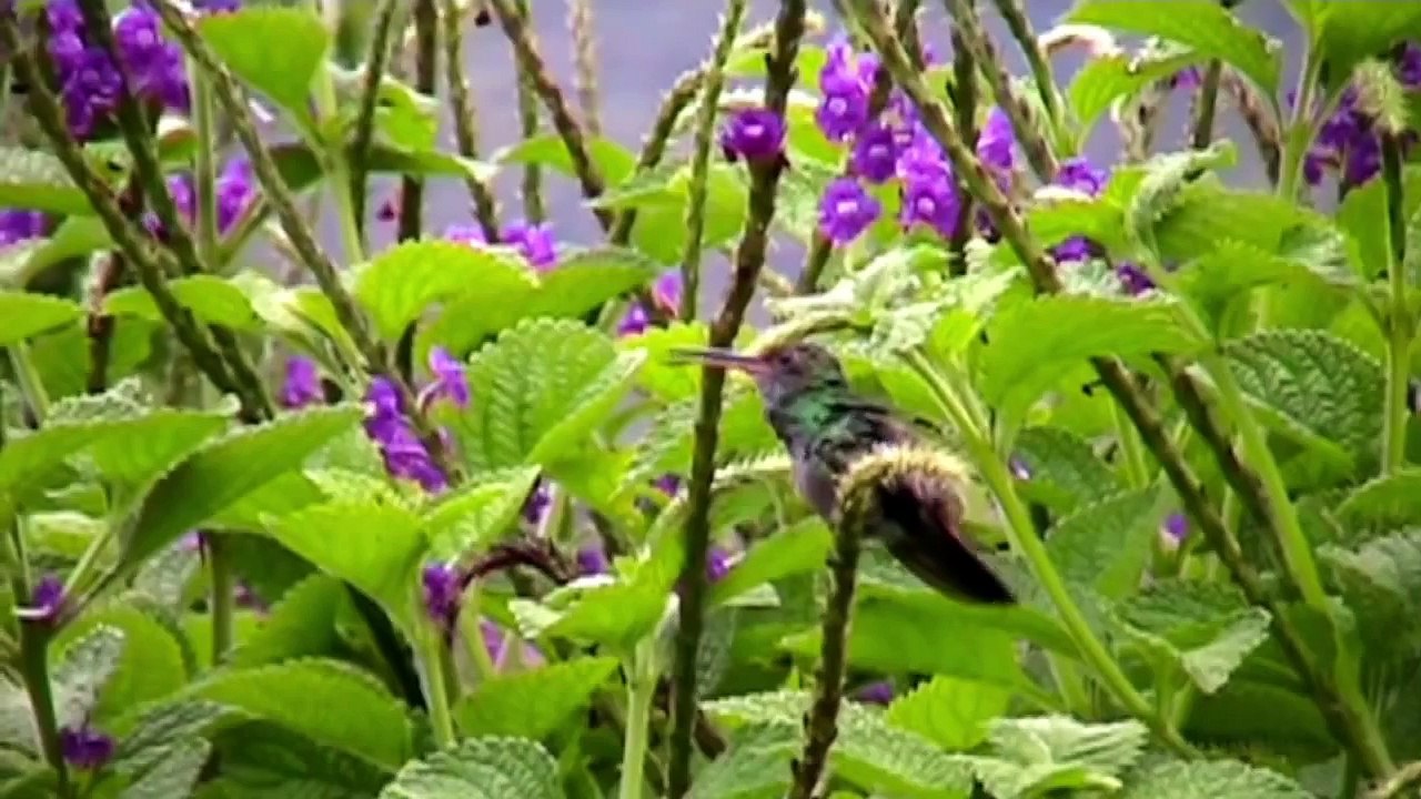 Il Volo del Colibrì