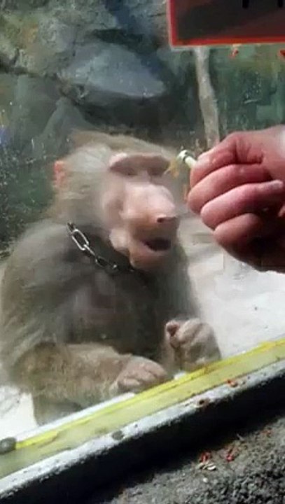 Teasing the Monkey Very Funny