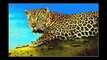 «Panthers and Leopards Irbis» слайд шоу из фото.