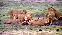 Lion Eating Baby Deer - New Lions Documentary 2015
