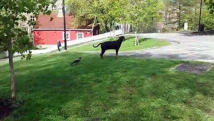 Quand un corbeau dissident s'amuse à troller un chien, ça donne ça !