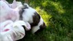 2011.08 - Sweetwater Shih Tzu: Bailey plays the afternoon away.wmv