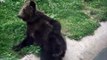 Un ours brun se gratte les fesses et ça fait rire les enfants