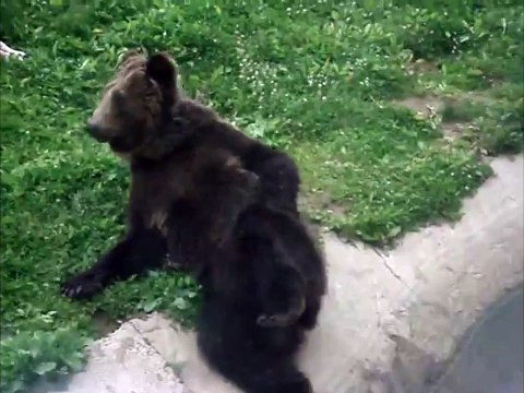 Un ours brun se gratte les fesses et ça fait rire les enfants