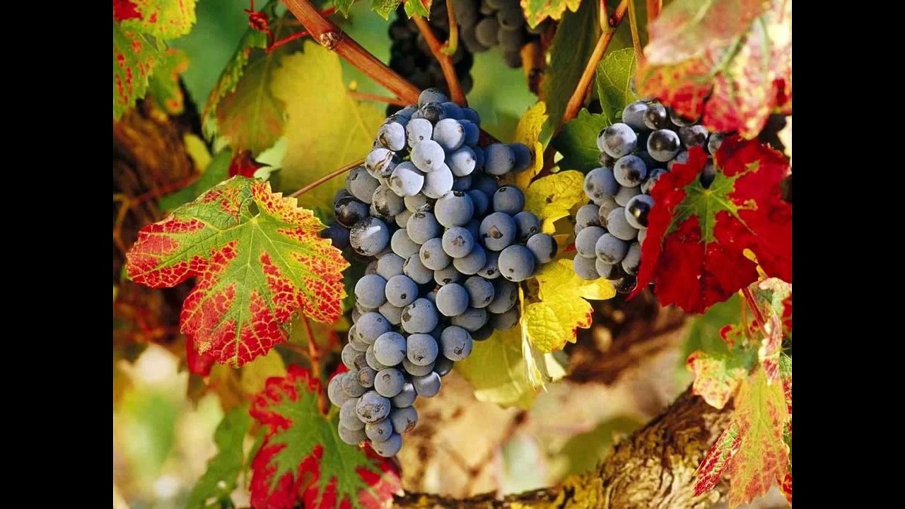 φρούτα φρουτ-fruit fruit-παιδικό τραγούδι