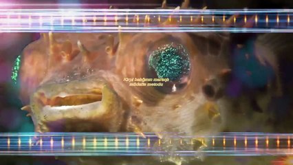 Kirpi balığının maraqlı müdafiə metodu