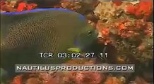 Lionfish Nautilus Productions Stock Footage Video