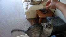 Cairo - Egyptian Mau Cat - Playing tricks for treats