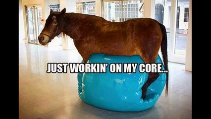 funny horses(try not to laugh or grin