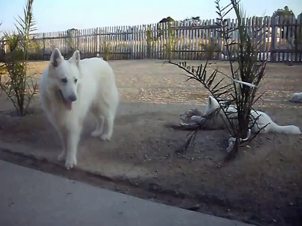 BERGER BLANC SUISSE CHAWKI du DOMAINE de PEGASE &  chiot