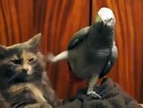 Kedinin sınırlarını zorlayan sevimli papağan