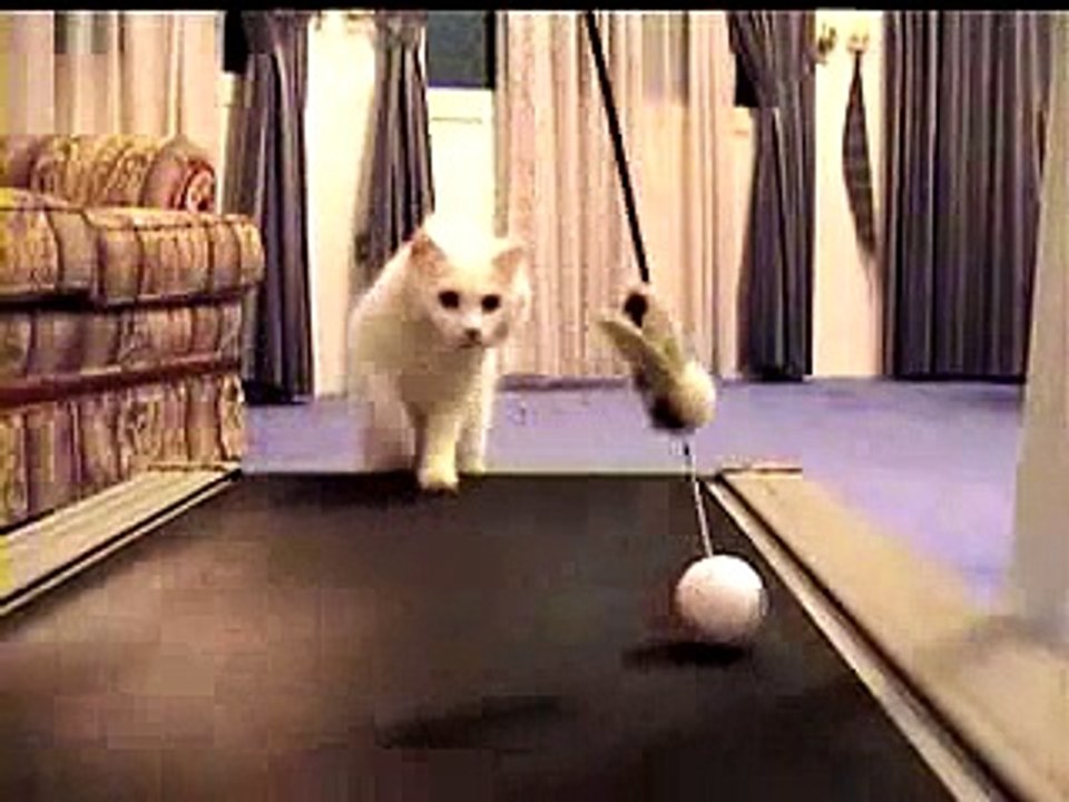 Cat on a Treadmill