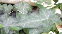 Tegenaria domestica having green stink bugs for dinner