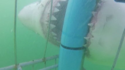 Rencontre effrayante avec un requin blanc