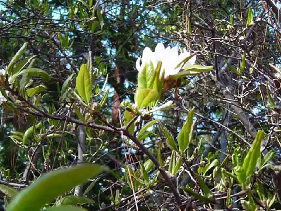 In the Gardens of Sandhills Community College