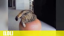 Top Funny Animal Videos   The Most Funniest Video Ever