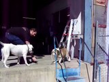 Bulldog vs. pitbull tug o' war
