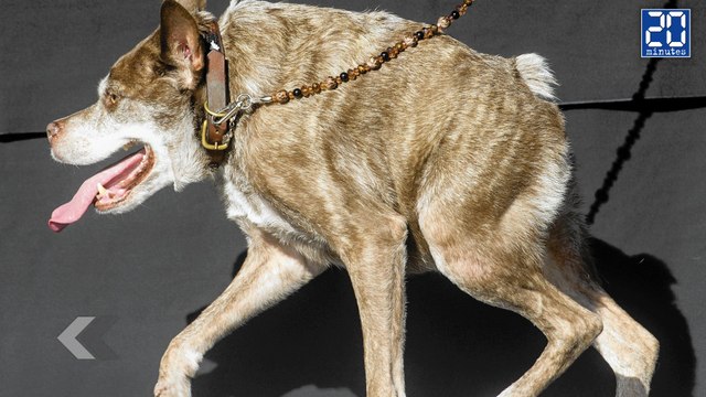 Le chien le plus moche du monde ! - Le Rewind du Jeudi 2 Juillet 2015