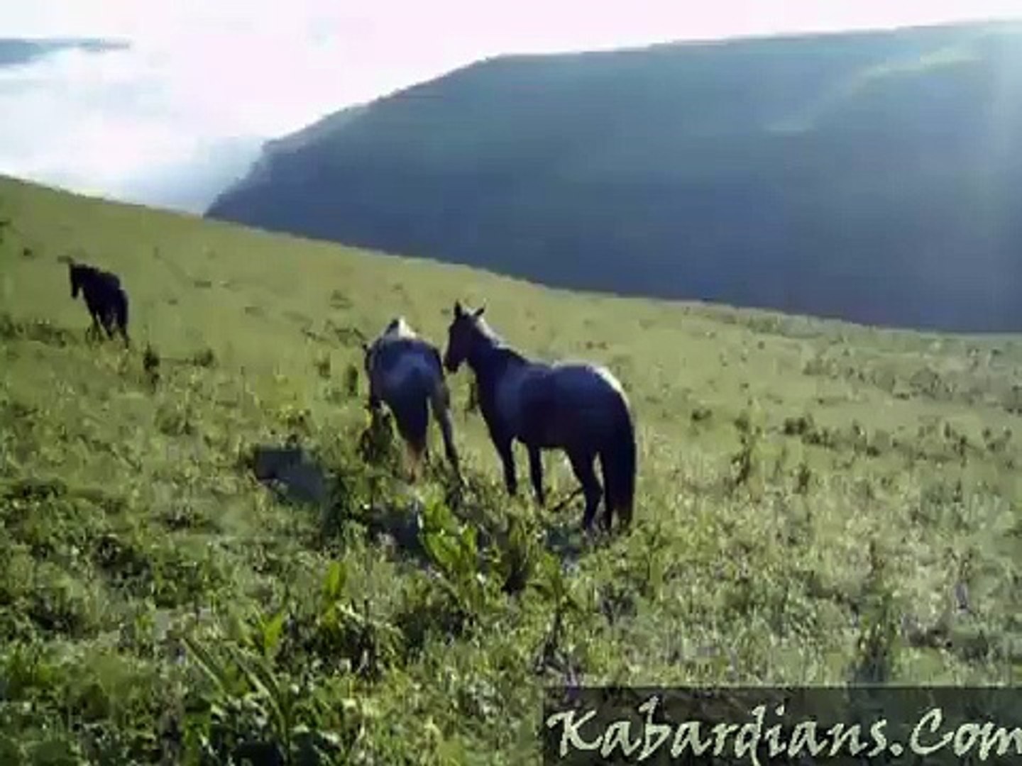 Kabardian horses in mountains