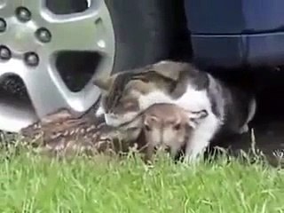 Mule Deer Doe Attacks a Dog and Cat Protecting Her Fawn