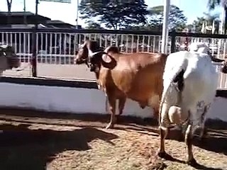 Gir Leiteiro - Vacas Megaleite 2010
