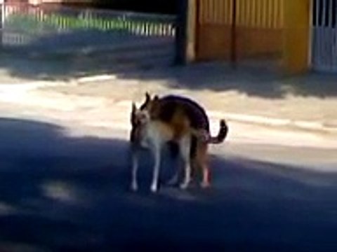 torcida alvinegra fazendo troca troca!!!!
