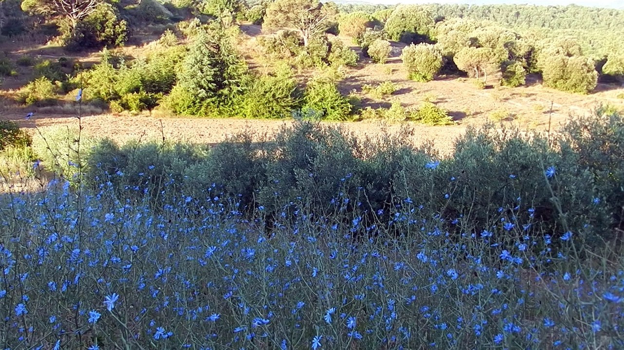 Mylabre à quatre points et mylabre inconstant