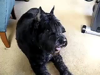 Bouvier des Flanders 11 yrs old