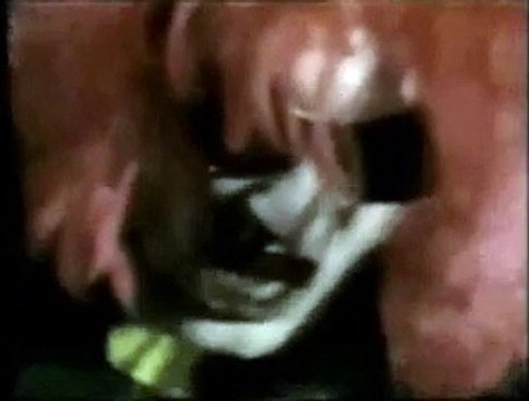 WHITE RABBIT BAND - 1986 (1986)