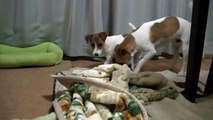 Jack Russell Terrier Playtime : Home #1