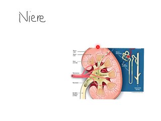 Niere, Anatomie, Physiologie Überblick