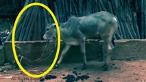 Cow Got Hit And Attacked By Real Ghost Sprit Caught On Camera