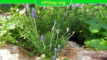 Kräutertipps - Lavendel als Naturheilmittel im Haus (Kräuter Video)