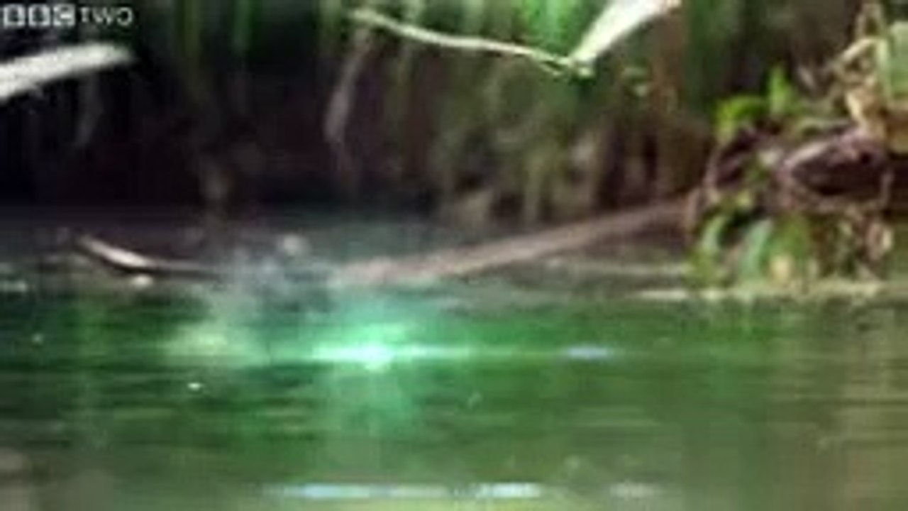 Bat vs Crocodile War