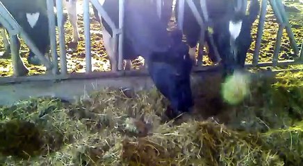 Agritom - Fresh Fodder - Taze Ot Makinası