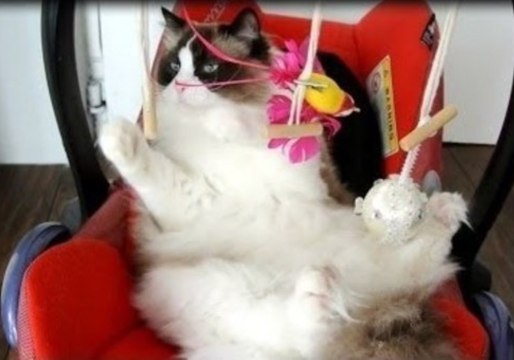 This Cat Is Unlikely to Return This Chair to the Humans