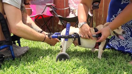 Cachorro com cadeira de roda se torna melhor amigo de cadeirante