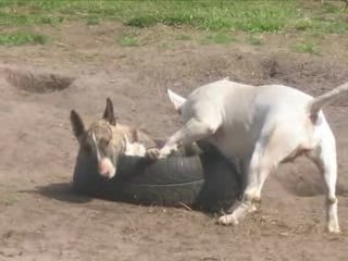 BULL TERRIER ROTTWEILER JEUX