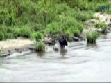Un hipopótamo salva a un ñu del ataque de un cocodrilo