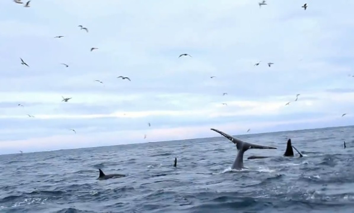 Katil Balinaların Minke Balinası Avı