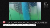 Afrique du Sud : un requin blanc attaque une cage de touristes