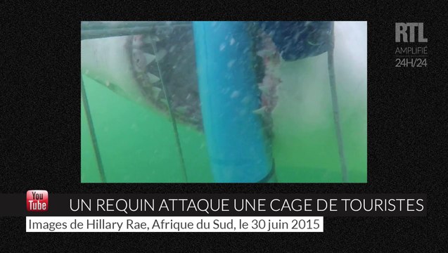 Afrique du Sud : un requin blanc attaque une cage de touristes