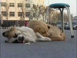 Loyal Dog Guards and Stands By Dead Canine Friend in Sub Zero Temperature in China | Touching