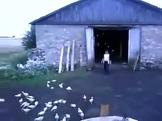 Дрессированные утки