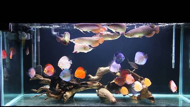 Gold Aquarium Blood red arowana and discus
