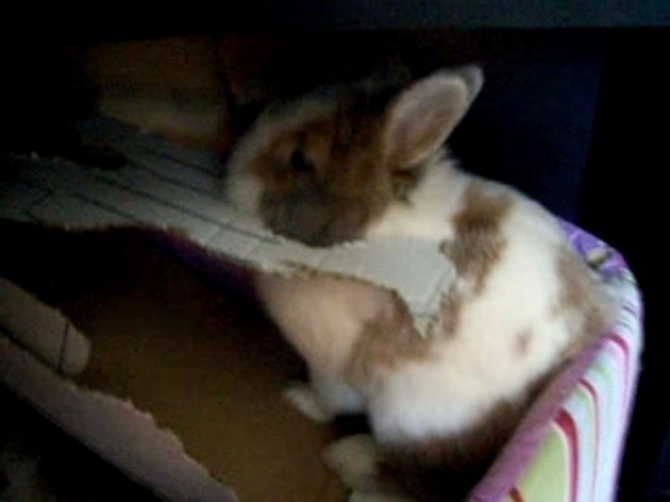 Mushucarton2