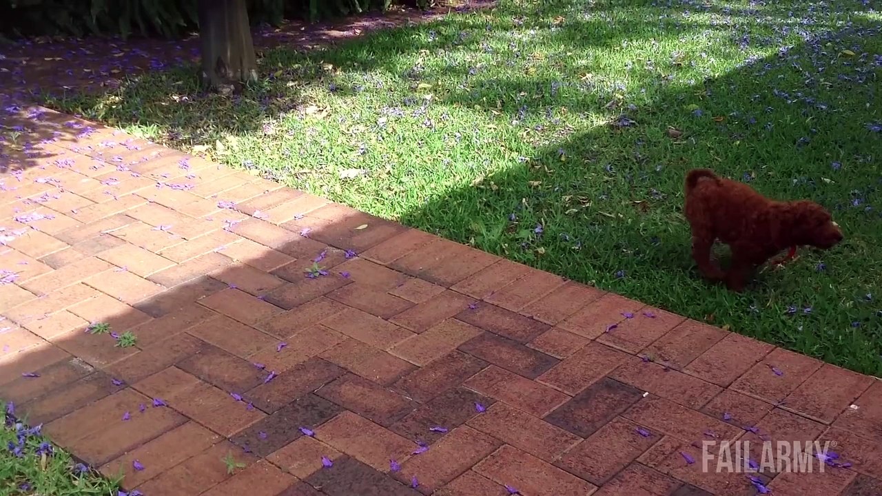 Funniest Animal Fails Compilation    FailArmy