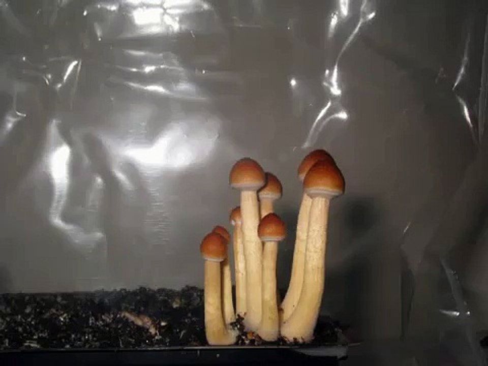 Psilocybe cubensis  shrooms mushrooms  "Chitwan" time lapse