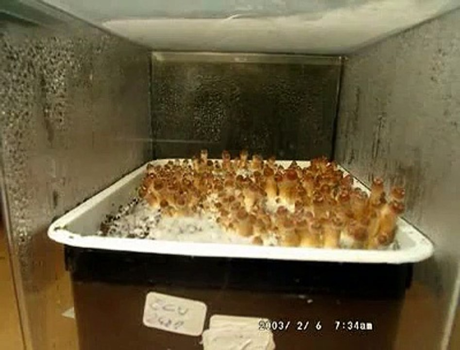 Psilocybe cubensis  shrooms mushrooms  "Ecuador" time lapse