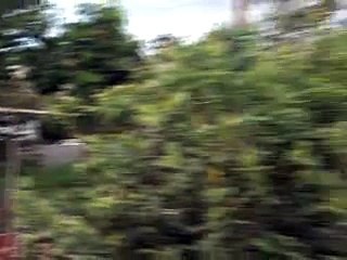 Jornal local: baderna vicente pires